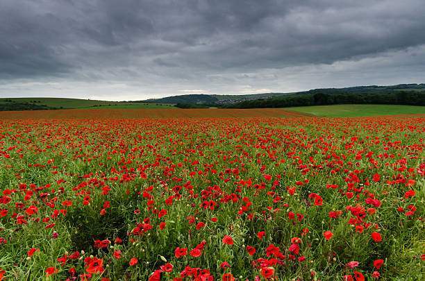 Poppies stock photo