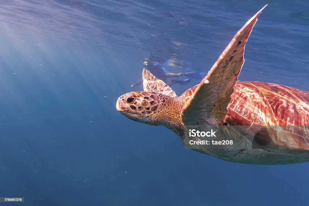 Hawksbill sea turtle Hawksbill sea turtle at Similan national park Animal Stock Photo