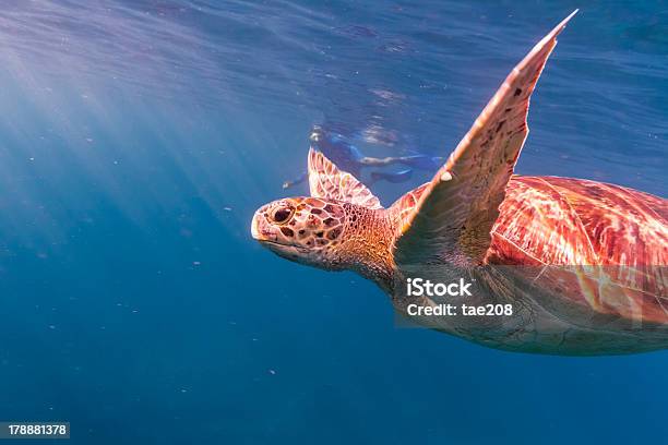 Hawksbill Sea Turtle Stock Photo - Download Image Now - Animal, Animal Wildlife, Backgrounds