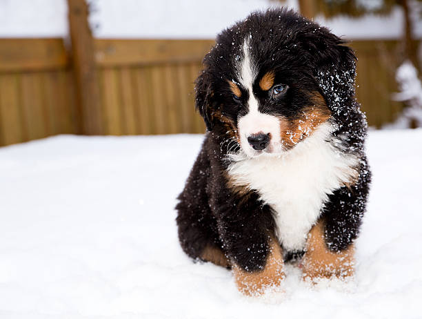 バーニーズマウンテンドッグが注意深くお人形 - dog snow bernese mountain dog paw ストックフォトと画像