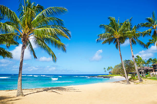 Palm trees on the sandy beach in Hawaii stock photo