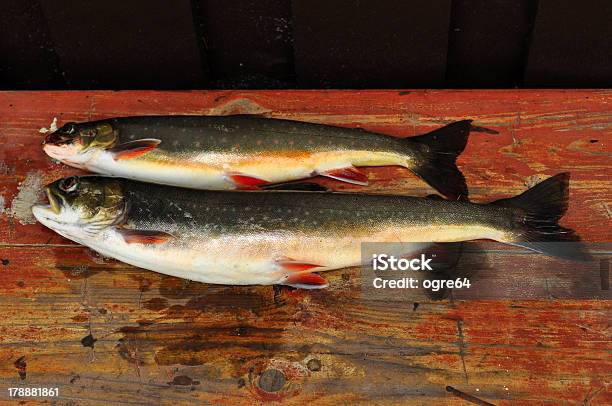 Char Auf Einem Tisch Stockfoto und mehr Bilder von Angeln - Angeln, Fisch, Fischen