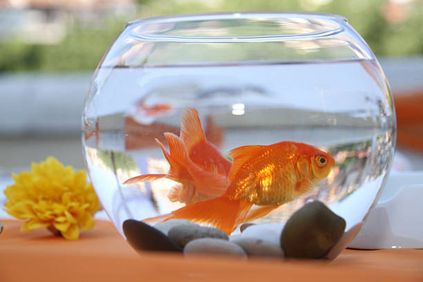 istock Goldfish  in a round aquarium. 178881895