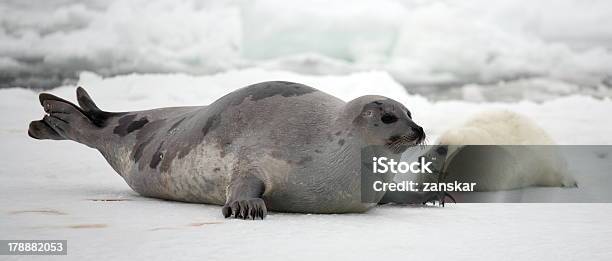 Photo libre de droit de Mère Phoque Du Groënland De Vachette Et Nouveauné Chien Sur Glace banque d'images et plus d'images libres de droit de Harpe