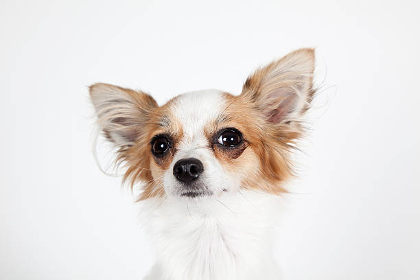 istock Longhaired miniature chihuahua closeup isolated on white 178882071