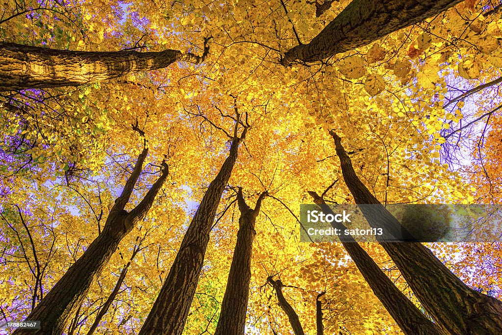 Bosque de Beech - Foto de stock de Aire libre libre de derechos