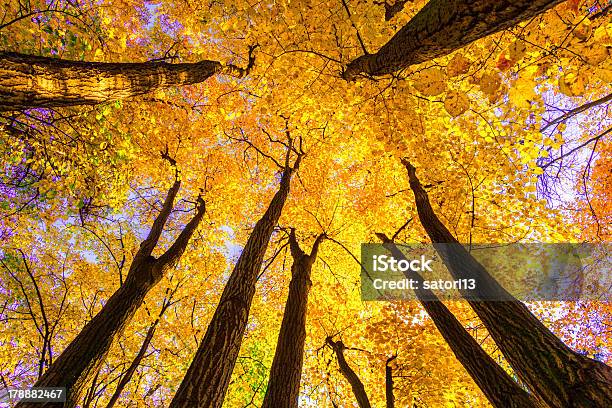 Beech Forest - zdjęcia stockowe i więcej obrazów Bez ludzi - Bez ludzi, Bezpośrednio poniżej, Drzewo