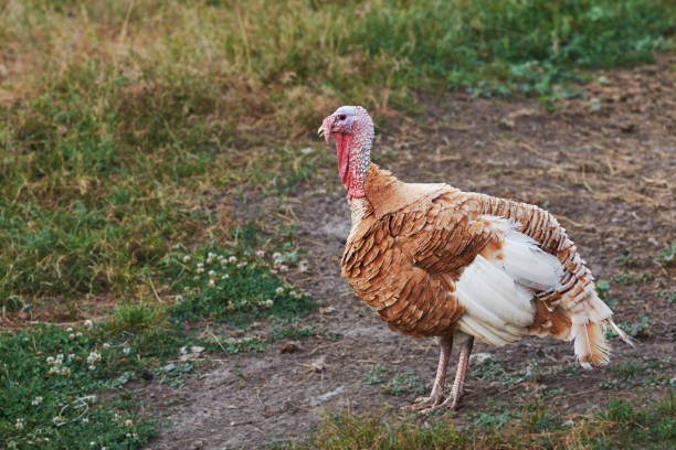 istock Brown and white turkey bird on the farm 1788825251