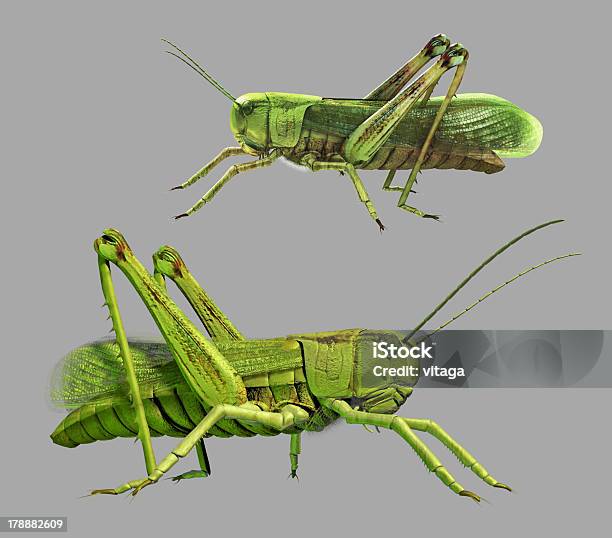 Cavalletta Verde Isolato - Fotografie stock e altre immagini di Animale - Animale, Animale selvatico, Cavalletta - Ortottero