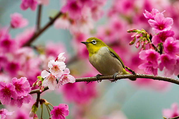istock Japanese White-eye with pink cherry blossoms 178882977