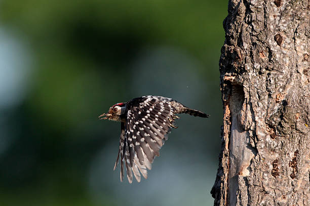Lesser-spotted woodpecker Lesser-spotted woodpecker, Dendrocopos minor, single male in flight leaving nest entrance, Bulgaria, May 2010 lesser spotted woodpecker stock pictures, royalty-free photos & images