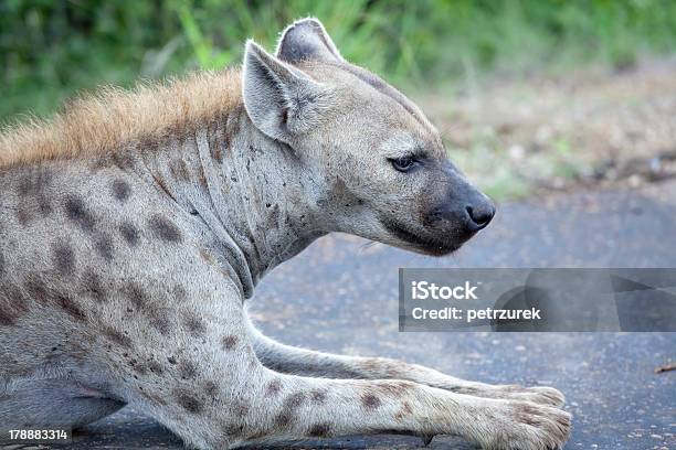 Tüpfelhyäne Stockfoto und mehr Bilder von Afrika - Afrika, Buschland, Einzelnes Tier