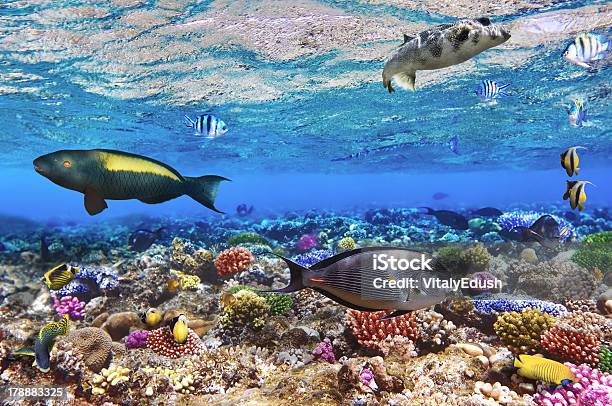 Coral E Peixe O Seaegypt Vermelho - Fotografias de stock e mais imagens de Abaixo - Abaixo, Animal selvagem, Atol