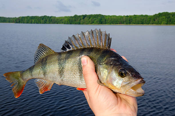 ﾀｯｷｴ 영국농어 트로피 - sky large fish tail bass 뉴스 사진 이미지