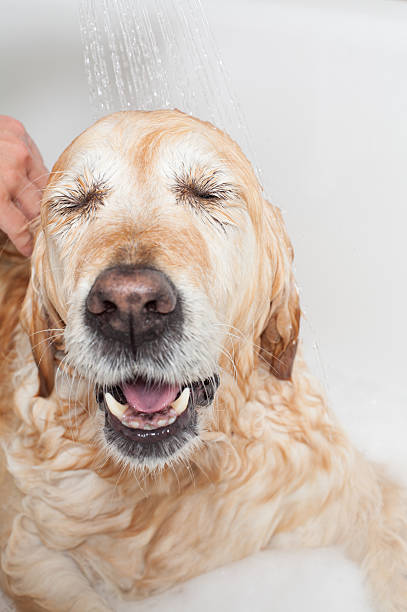 istock Bathroom to a dog 178883460