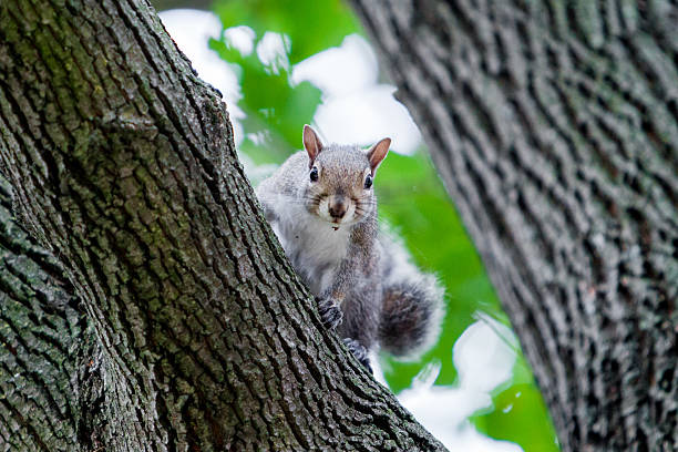 Squirrel in Tree stock photo