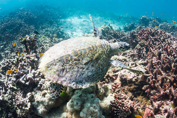 istock Hawksbill sea turtle at Surin national park 178883722