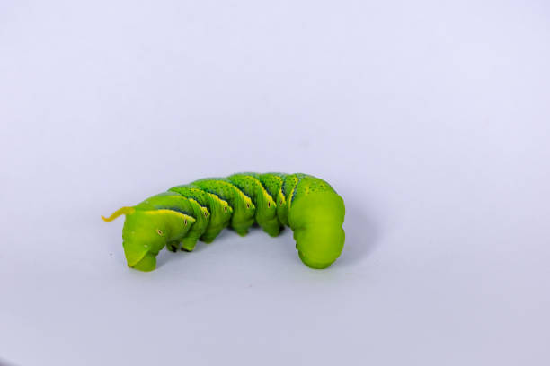 istock Swallow tail butterfly caterpillar with white background 1788837289