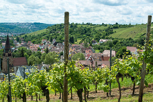 istock Vineyard in Uhlbach 178883760