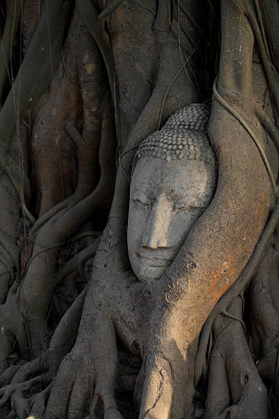 istock Head of Sandstone Buddha in The Tree Roots 178883813