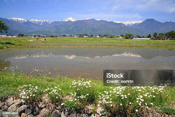 Risaia E Fiori - Fotografie stock e altre immagini di Acqua - Acqua, Agricoltura, Alpi giapponesi