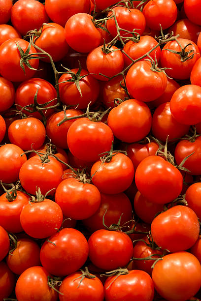 Plan de tomates - Photo