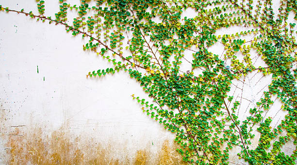 istock Green plants and walls 178883897
