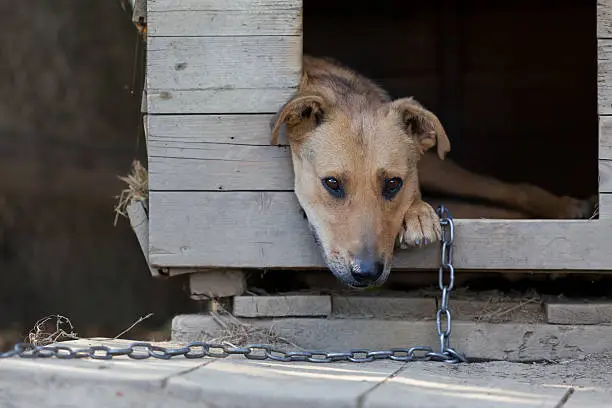 Chained up dog laying in wooden kennel with head out waiting to be released