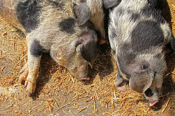 The Turopolje Pigs (Turopolje Schwein) - European pigs rests on the ground