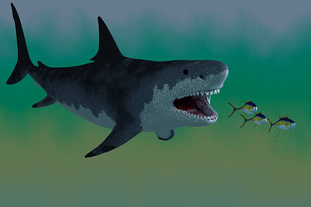 การโจมตีของฉลาม megalodon - เม็กกาโลดอน ภาพสต็อก ภาพถ่ายและรูปภาพปลอดค่าลิขสิทธิ์