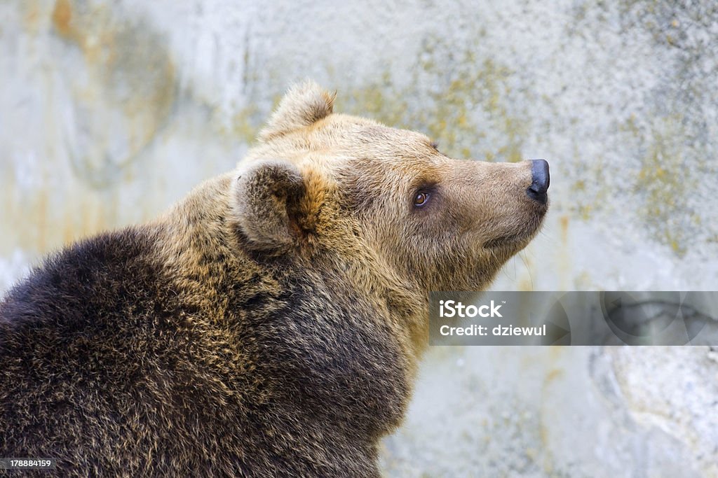 Brown bear in the zoo Activity Stock Photo
