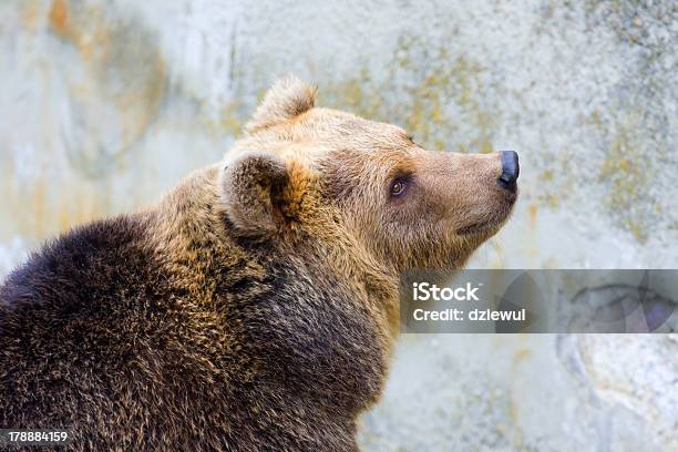 Brown Bear In The Zoo Stock Photo - Download Image Now - Activity, Aggression, Animal
