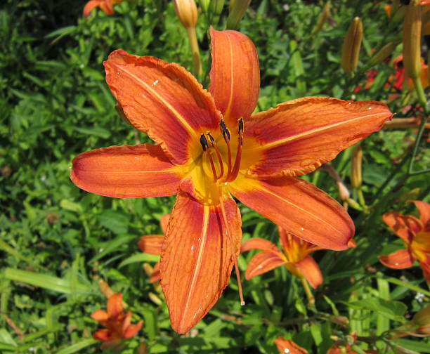 istock Summer Garden Lily Flower 178884188