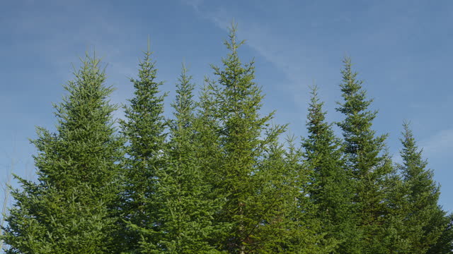 Fir trees bunch coniferous in blue sky