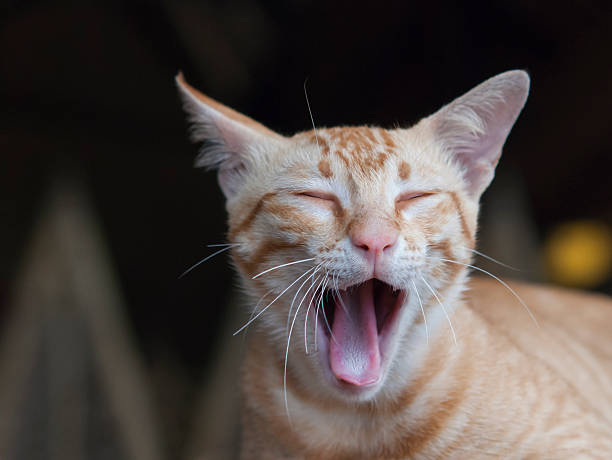 Yawning cat stock photo
