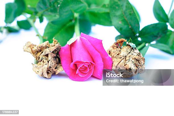 Photo libre de droit de Gros Plan Sur Une Rose Rose Sur Fond Blanc banque d'images et plus d'images libres de droit de Amour - Amour, Arbre en fleurs, Beauté