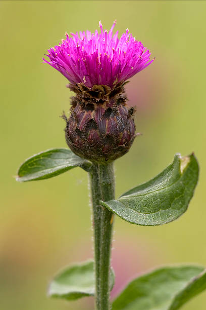 centaurea calcitrapa tomentosa - flower may thistle purple foto e immagini stock