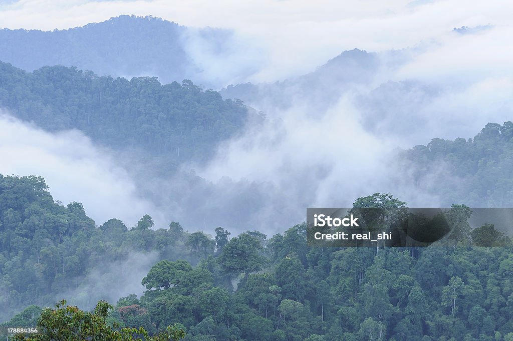Tropical a las montañas, niebla - Foto de stock de Aire libre libre de derechos