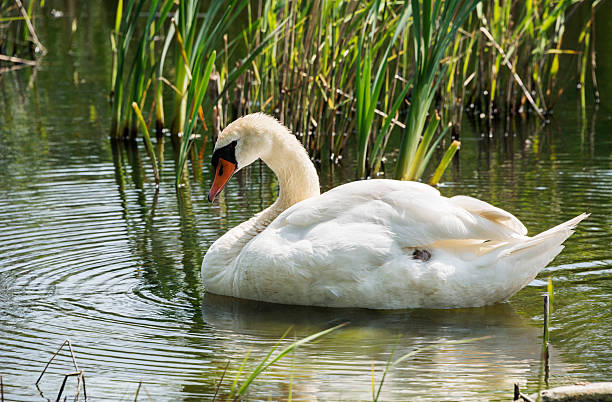 istock white swan swimming in the river 178884377