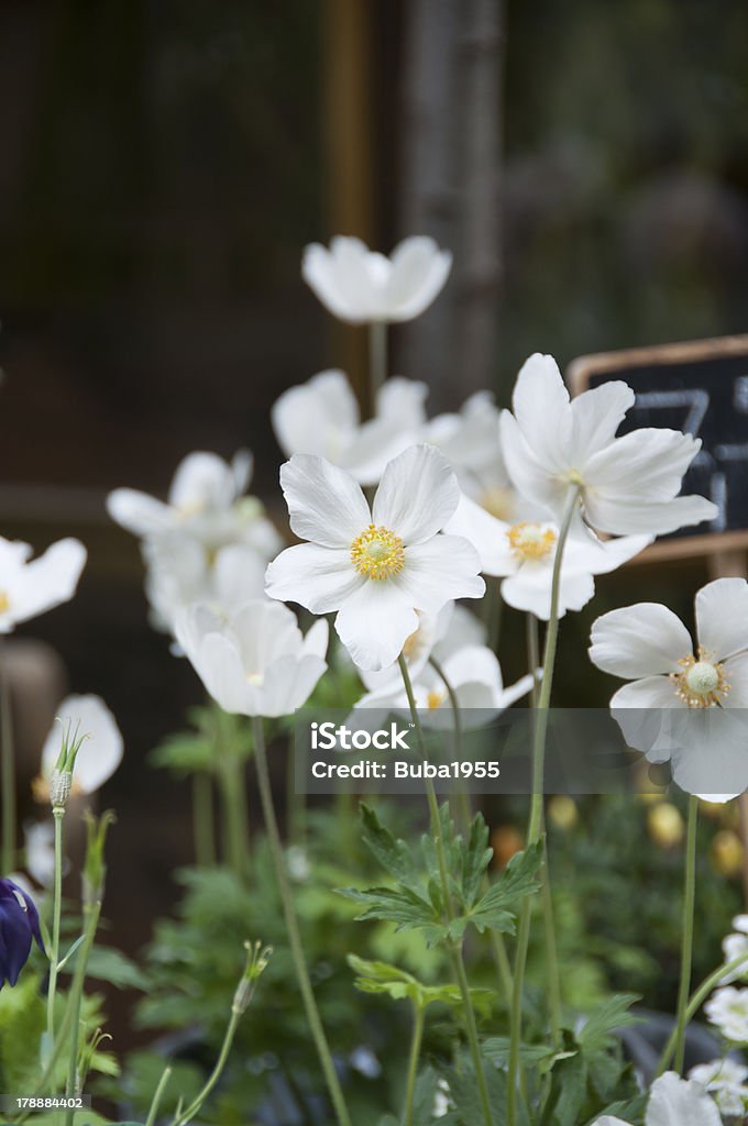 Flores brancas - Foto de stock de Amarelo royalty-free