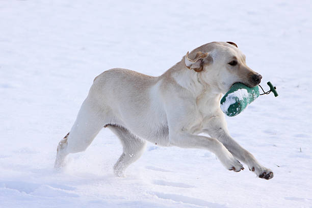 Playing Labrador retriever in the snow stock photo
