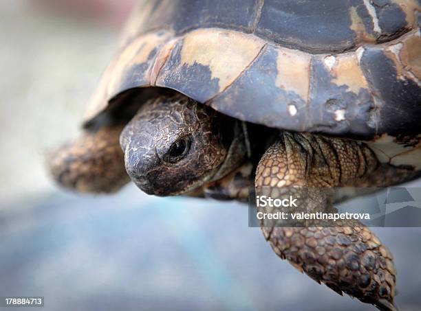 Photo libre de droit de Gros Plan De La Tortue banque d'images et plus d'images libres de droit de Bouclier - Bouclier, Caouane, Carapace de tortue