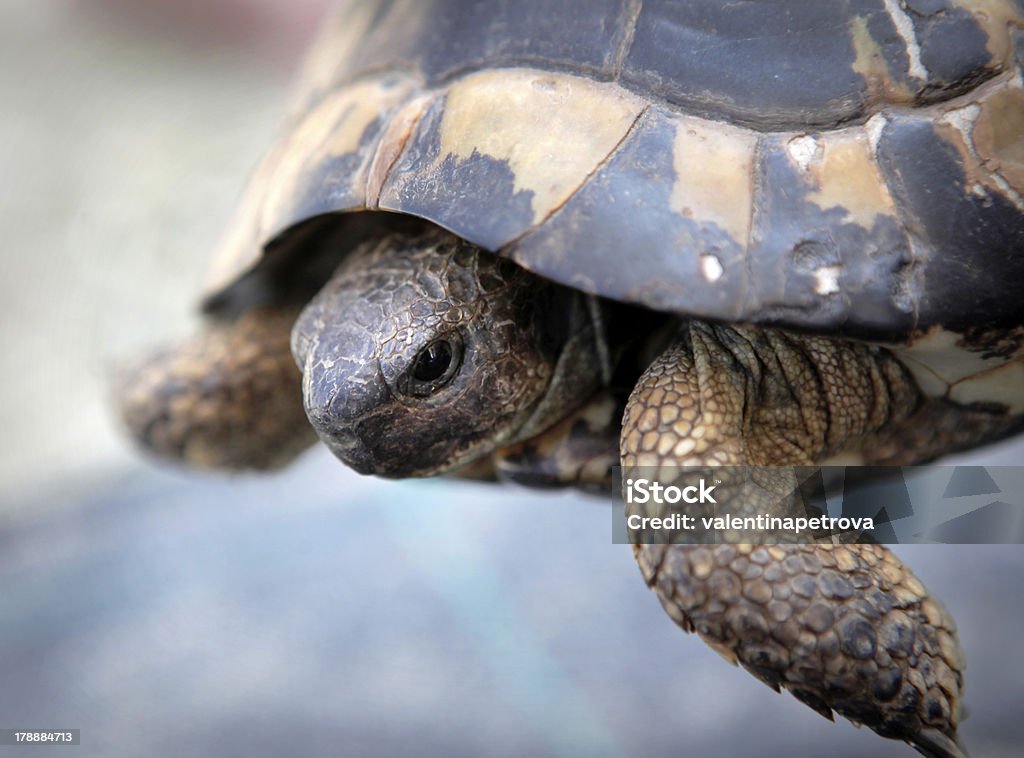 Detalhe de tartaruga - Foto de stock de Animais em Extinção royalty-free