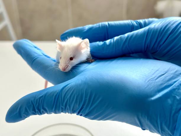 istock Small experimental mouse is on the laboratory researcher's hand. Concept - laboratory animals, testing drugs, vaccines. Research on laboratory animals 1788847176