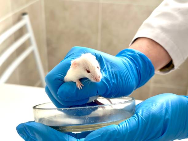 istock model white mouse in blue gloves, medical research 1788847177