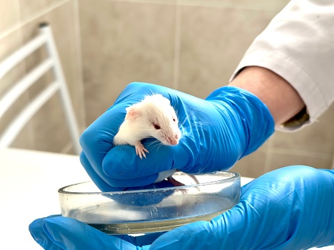 Scientist holding white laboratory mouse in hands