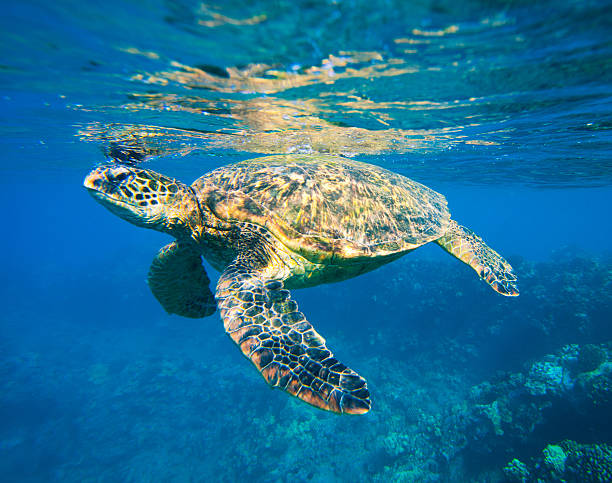 istock Hawaiian Green Sea Turtle Under Water 178884741