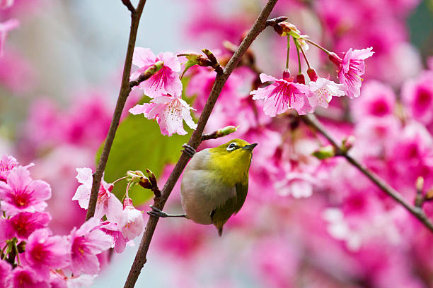 istock Japanese White-eye with pink cherry blossoms 178884871