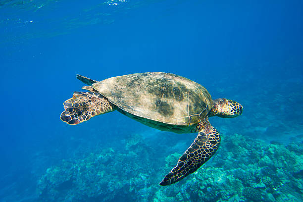 istock Hawaiian Green Sea Turtle Under Water 178885097