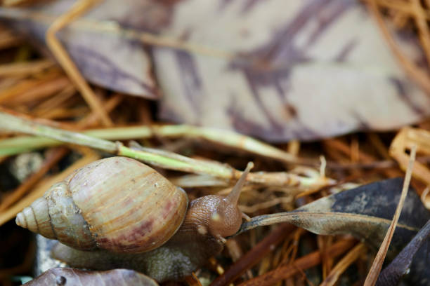 Close-up of snail on leaves